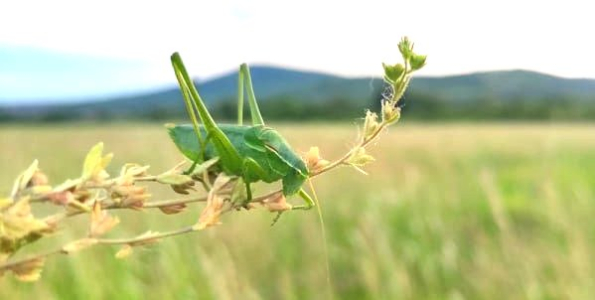 magyar_tarsza_BiodiverzLIFE