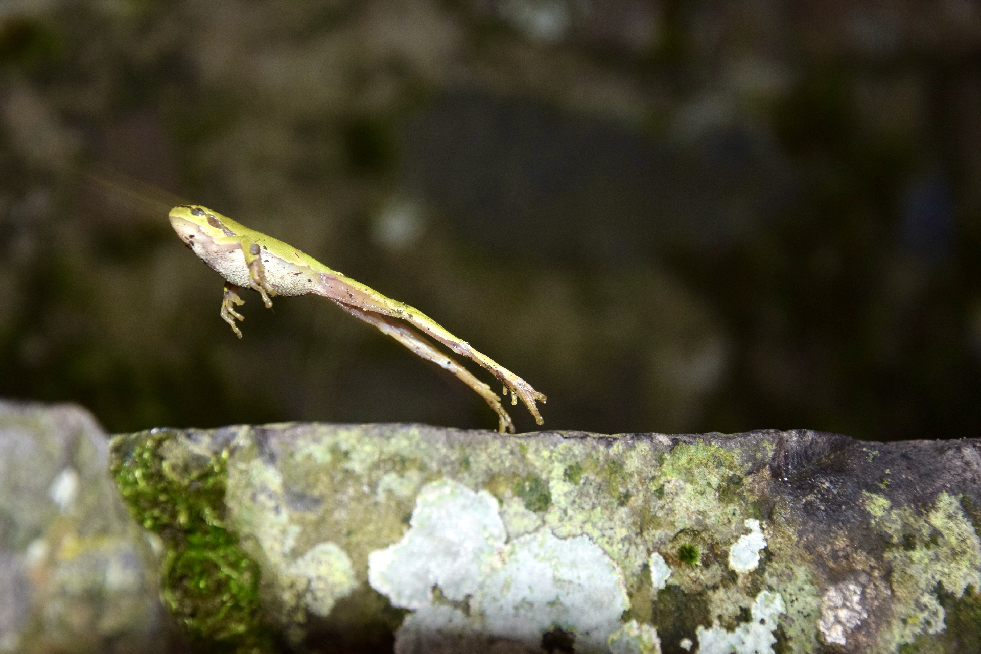 Fotó: Koltai Álmos