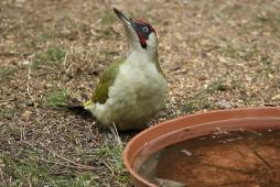 Zöld küllő talajitatón (Fotó: Orbán Zoltán).