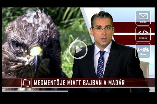 Egy sajnálatos, de tipikus példa a sok közül, amikor a jó szándék állatkínzáshoz, a&quot;megmentett&quot; madár megnyomorításához vezetett – tv2 Tények / 2015.06.29. (Forrás: tv.hu)