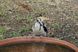 Balkáni fakopáncs talajitató-tálcán Budapesten (Fotó: Orbán Zoltán).