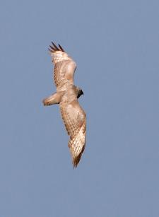 2012 év madara az egerészölyv (Fotó: Kovács András - RaptorImages.hu).