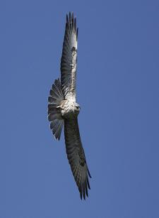 2012 év madara az egerészölyv (Fotó: Kovács András - RaptorImages.hu).