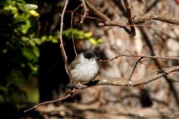 Bar&amp;#xE1;tposz&amp;#xE1;ta h&amp;#xED;m (Fot&amp;#xF3;: Orb&amp;#xE1;n Zolt&amp;#xE1;n).