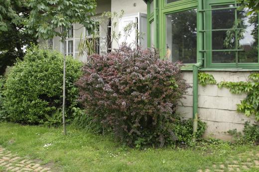 Bar&amp;#xE1;tposz&amp;#xE1;ta f&amp;#xE9;szekbokor (Fot&amp;#xF3;: Orb&amp;#xE1;n Zolt&amp;#xE1;n).