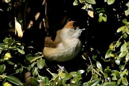 Bar&amp;#xE1;tposz&amp;#xE1;ta toj&amp;#xF3; (Fot&amp;#xF3;: Orb&amp;#xE1;n Zolt&amp;#xE1;n).