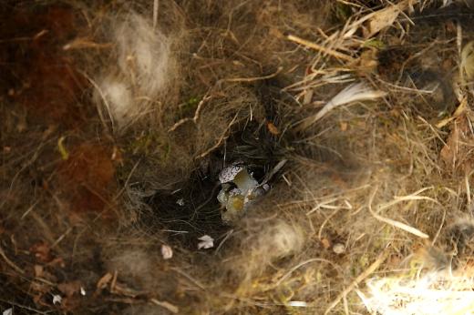 Erdei pele &amp;#xE1;ltal kifosztott sz&amp;#xE9;ncinegef&amp;#xE9;szek (Fot&amp;#xF3;: Orb&amp;#xE1;n Zolt&amp;#xE1;n).