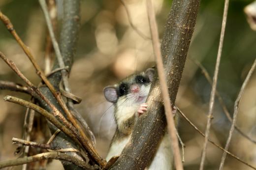 Erdei pele (Fot&amp;#xF3;: Orb&amp;#xE1;n Zolt&amp;#xE1;n).
