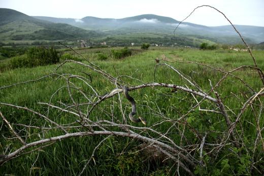 Erdei sikl&amp;#xF3; (Fot&amp;#xF3;: Orb&amp;#xE1;n Zolt&amp;#xE1;n).