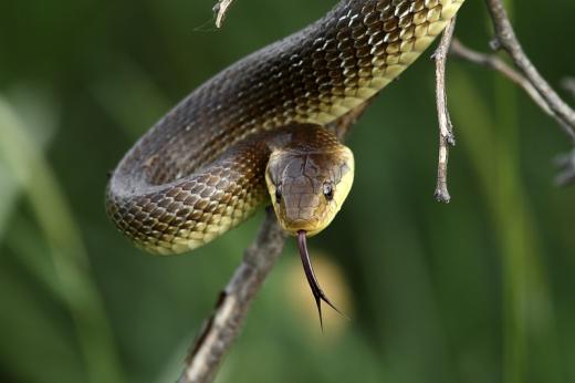 Erdei sikl&amp;#xF3; (Fot&amp;#xF3;: Orb&amp;#xE1;n Zolt&amp;#xE1;n).