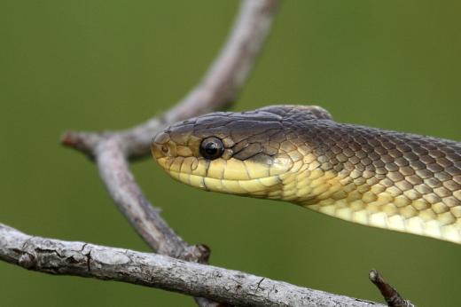 Erdei sikl&amp;#xF3; (Fot&amp;#xF3;: Orb&amp;#xE1;n Zolt&amp;#xE1;n).