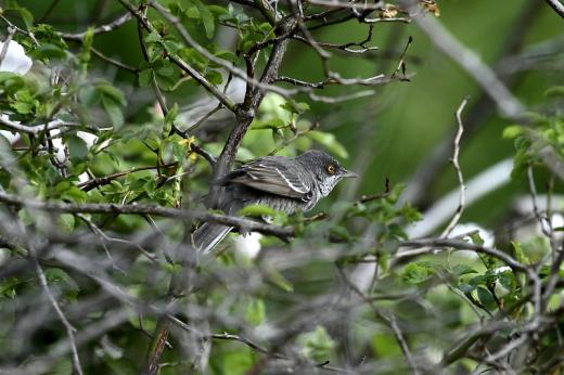 Karvalyposz&amp;#xE1;ta h&amp;#xED;m (Fot&amp;#xF3;: Orb&amp;#xE1;n Zolt&amp;#xE1;n).