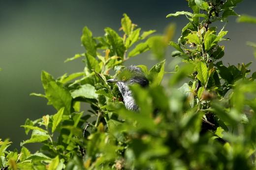 Karvalyposz&amp;#xE1;ta h&amp;#xED;m (Fot&amp;#xF3;: Orb&amp;#xE1;n Zolt&amp;#xE1;n).