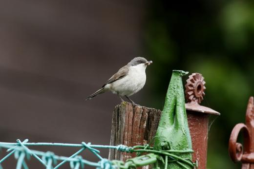 Kis posz&amp;#xE1;ta (Fot&amp;#xF3;: Orb&amp;#xE1;n Zolt&amp;#xE1;n)
