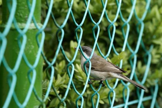 Kis posz&amp;#xE1;ta (Fot&amp;#xF3;: Orb&amp;#xE1;n Zolt&amp;#xE1;n)