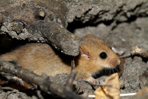 Mogyor&amp;#xF3;s pele (Fot&amp;#xF3;: Orb&amp;#xE1;n Zolt&amp;#xE1;n).