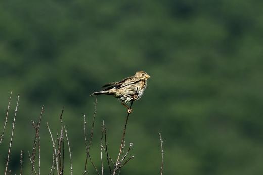 Sord&amp;#xE9;ly (Fot&amp;#xF3;: Orb&amp;#xE1;n Zolt&amp;#xE1;n).