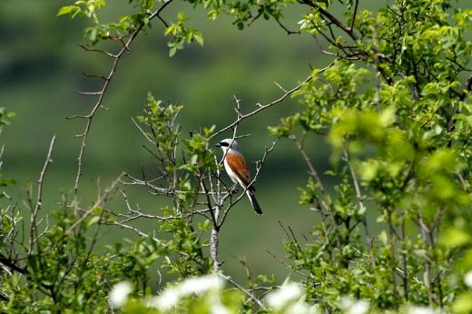 T&amp;#xF6;vissz&amp;#xFA;r&amp;#xF3; g&amp;#xE9;bics (F&amp;#x171;ot&amp;#xF3;: Orb&amp;#xE1;n Zolt&amp;#xE1;n).