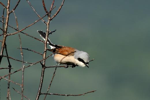 T&amp;#xF6;vissz&amp;#xFA;r&amp;#xF3; g&amp;#xE9;bics (F&amp;#x171;ot&amp;#xF3;: Orb&amp;#xE1;n Zolt&amp;#xE1;n).
