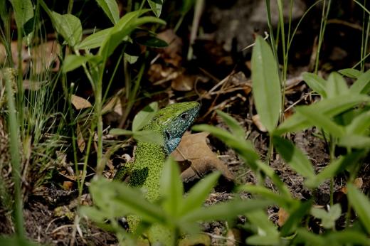 Z&amp;#xF6;ld gy&amp;#xED;k h&amp;#xED;m (Fot&amp;#xF3;: Orb&amp;#xE1;n Zolt&amp;#xE1;n).