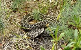 Rákosi vipera (fotó: Orbán Zoltán)