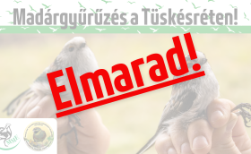 Elmarad!