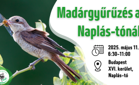 Madárgyűrűzési bemutató a Naplás-tónál (CES 3.)