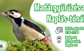 Madárgyűrűzési bemutató a Naplás-tónál (CES 4.)