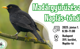 Madárgyűrűzési bemutató a Naplás-tónál (CES 5.)