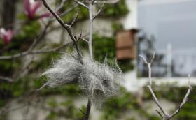 feszekanyag_kutyaszor_magnolian_Budapest_2012_Orban_Zoltan_0007_0.JPG
