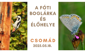 A Fóti Boglárka és élőhelye esemény