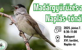 Madárgyűrűzési bemutató a Naplás-tónál (CES 6.)