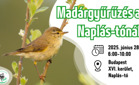 Madárgyűrűzési bemutató a Naplás-tónál (CES 8.)