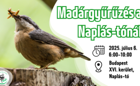 Madárgyűrűzési bemutató a Naplás-tónál (CES 9.)