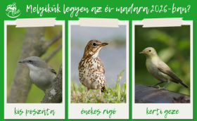 Szavazásra fel!