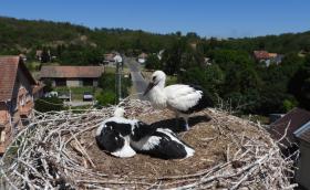 Fehérgólya-fiókák a fészekben már színes gyűrűvel a lábukon (fotó: Karcza Zsolt)