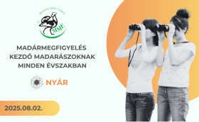 madármegfigyelés kezdőknek