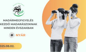 madármegfigyelés kezdőknek