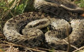 Rákosi vipera élőhelyén (fotó: Halpern Bálint)