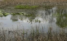 eutrofizacio_Tapioszecso_20140412_Orban_Zoltan_0008.JPG