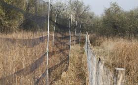 haloallas_Dinnyes_2013_Orban_Zoltan_0001.JPG