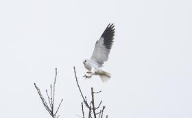 Kuhi_2025.11.14._Otto_Samwald