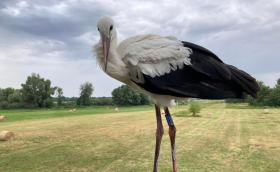 Fehér gólya (Fotó: Nesztor Karolina)