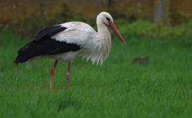 Korrekorder gólya 2026