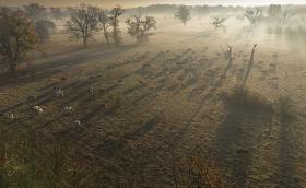 Gulya a Rókás-fáslegelőn (Túristvándi). Fotó: Habarics Béla