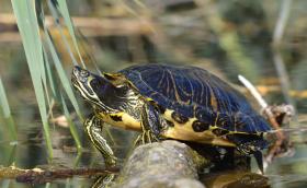 Vörösfülű ékszerteknős (fotó: Novák Adrián)