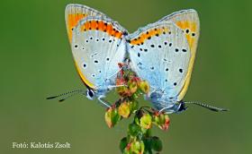 az év lepkéje 2026