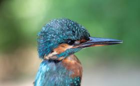 Jégmadár (Fotó: Lendvai Csaba)