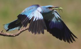 Szalakóta zsákmányával