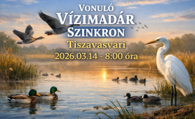 vízimadár szinkron 